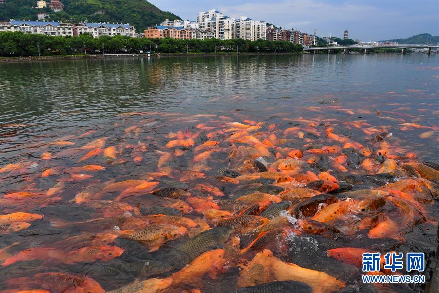 （環(huán)境）（2）福建福鼎：桐山溪畔人魚同樂